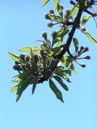 Klik op de foto voor groter formaat